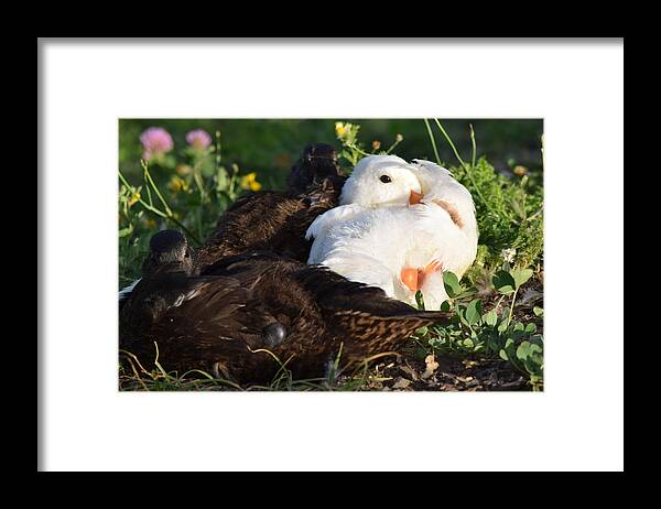 Ducklings Framed Print featuring the photograph Time for Bed by Bonnie Bruno