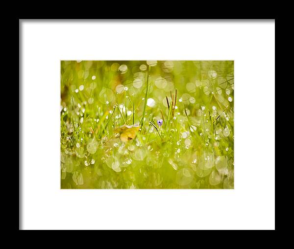 Grass Framed Print featuring the photograph Time by Lara Morrison