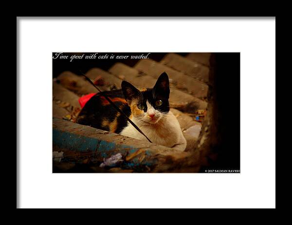 Cat Framed Print featuring the photograph Time spent with cats. by Salman Ravish