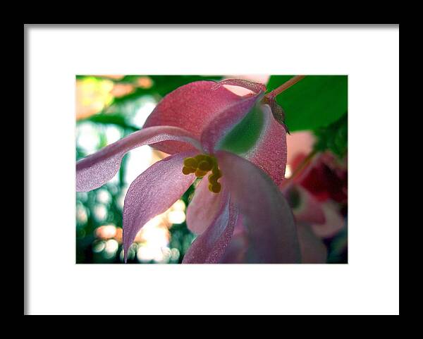  Framed Print featuring the photograph Tinged Begonia by Miss McLean