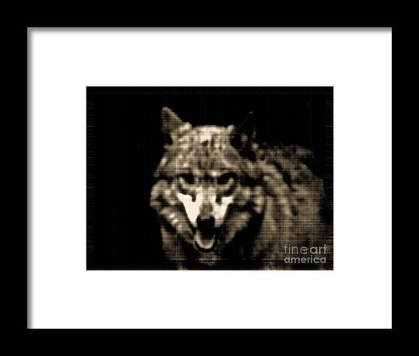 Tinted Wolf Digital Art Framed Print featuring the photograph Tinted Wolf by Debra   Vatalaro