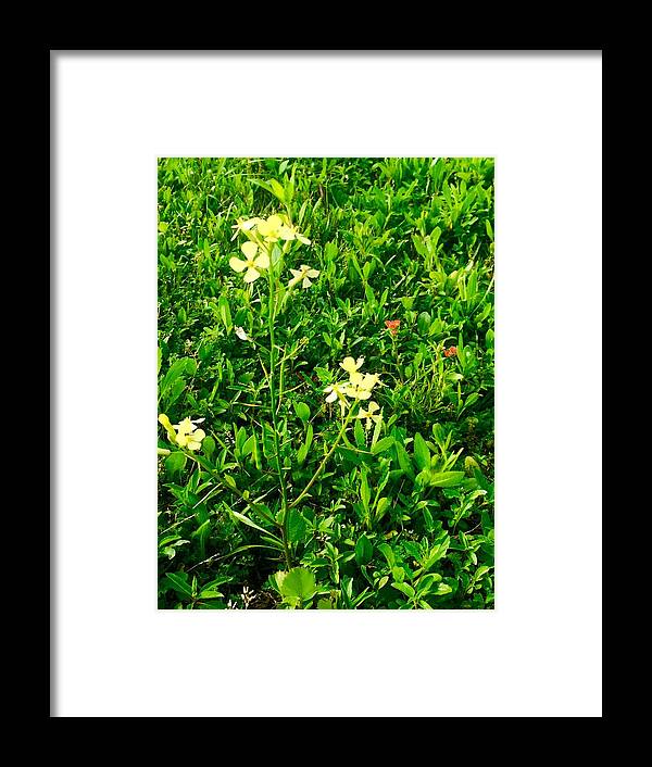 Nature Framed Print featuring the photograph Tiny Beauties by Etta Harris