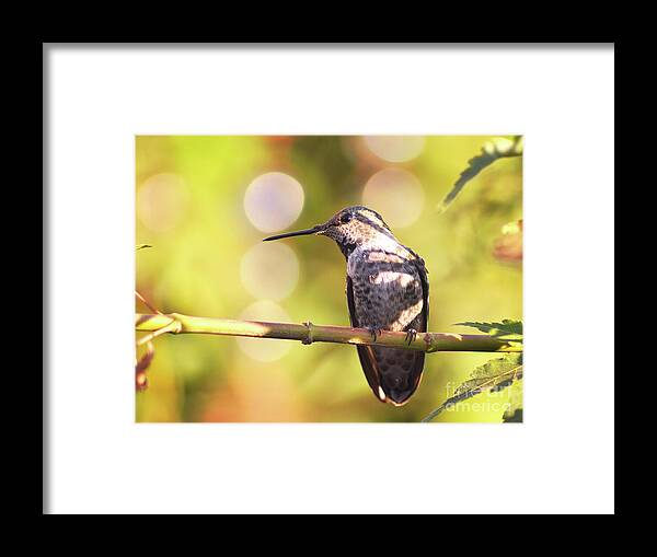 Hummingbird Framed Print featuring the photograph Tiny Bird Upon a Branch by Debby Pueschel