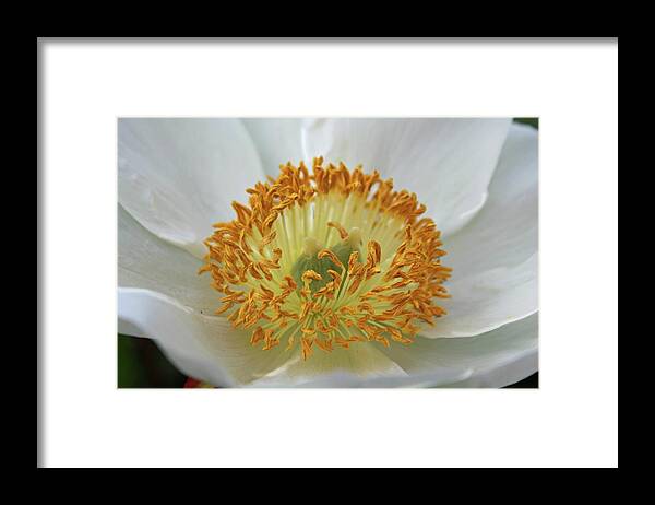 Peony Framed Print featuring the photograph Tiny Dancers by Michiale Schneider