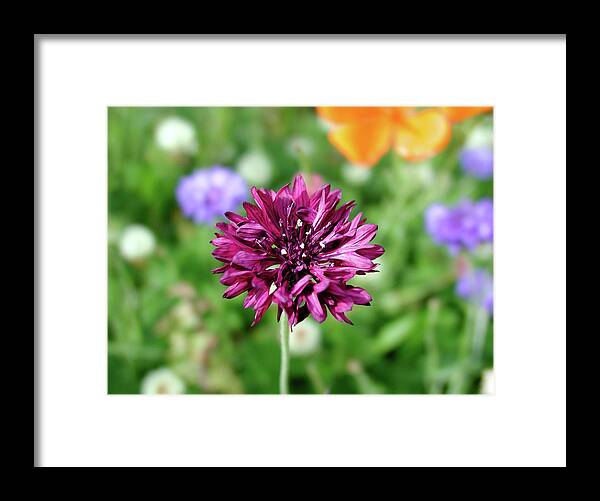 Flowers Framed Print featuring the photograph Tiny Flower by Arthur Fix