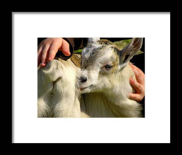Baby Goats Framed Print featuring the photograph Tiny Hands by Karen Wiles