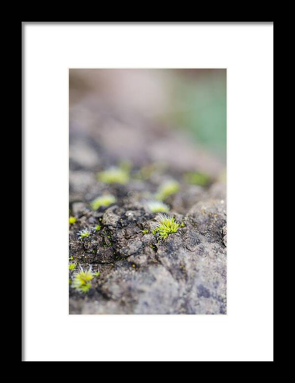 Oregon Framed Print featuring the photograph Tiny Life by Margaret Pitcher