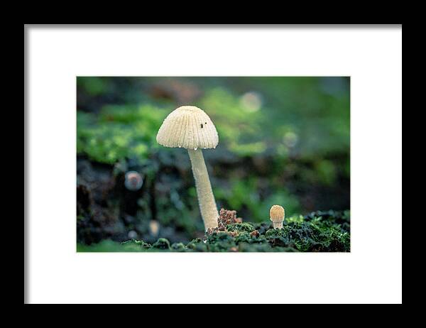 Colombia Framed Print featuring the photograph Tiny Mushroom Jardin Botanico del Quindio Colombia by Adam Rainoff