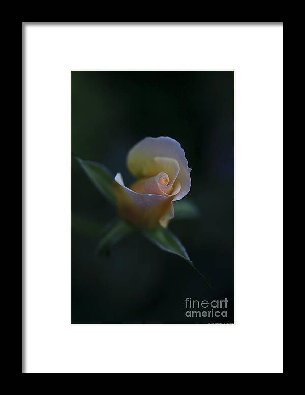 Flower Framed Print featuring the photograph Tiny Pink Rosebud by Deborah Benoit