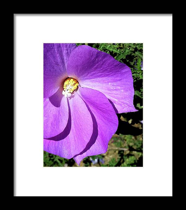 Purple Framed Print featuring the photograph Tiny Purple Flower by Barbara J Blaisdell