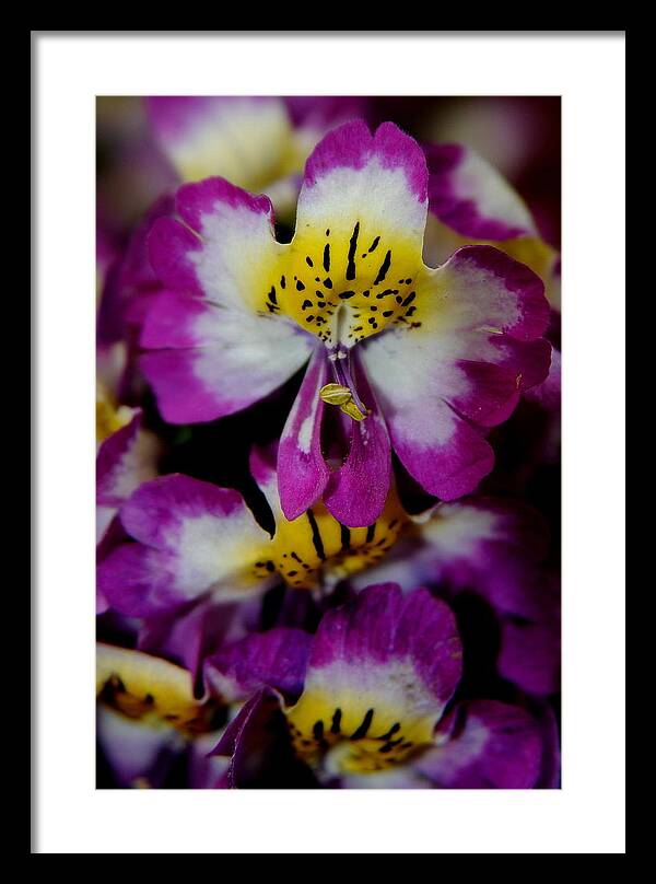 Tiny Purplr Flower Framed Print featuring the photograph Tiny purple flower by Patrick Short
