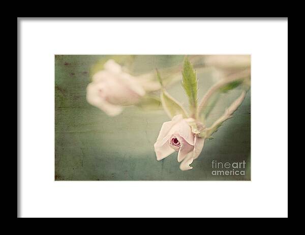 Rose Framed Print featuring the photograph Tiny Roses by Linda Lees