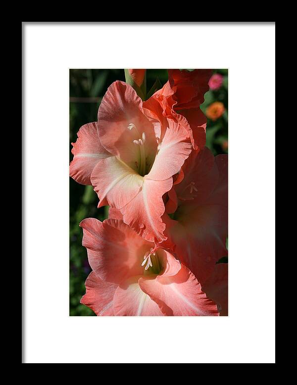 Gladiolus Framed Print featuring the photograph Tiny Ruffles Gladiolus by Tammy Pool