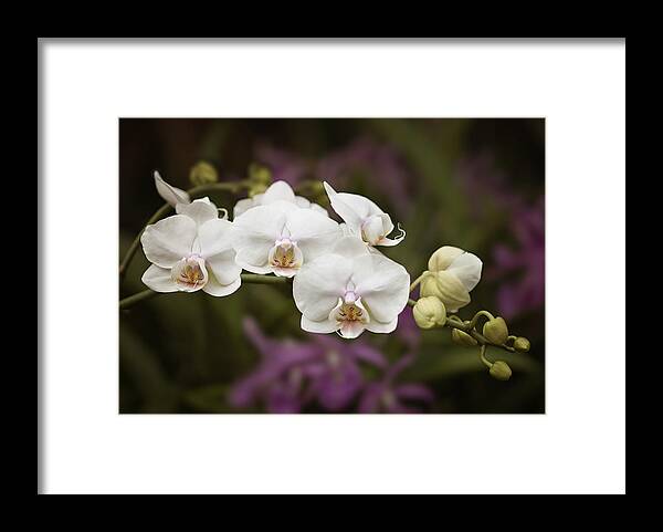 Orchid Framed Print featuring the photograph Tiny White Dancers by Jill Love