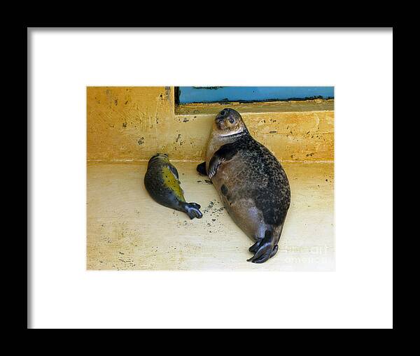 Seals Framed Print featuring the photograph Tired of Tourists. No Flash Photography Please. by Ausra Huntington nee Paulauskaite