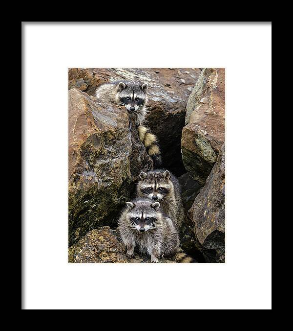 Raccoon Framed Print featuring the photograph Tne Raccons by Jerry Cahill