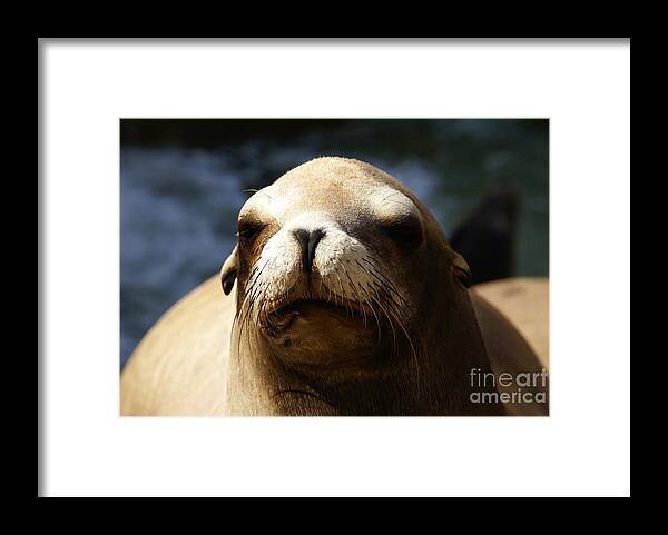 Eared Seal Framed Print featuring the photograph To Bask in Royal Sun by Linda Shafer