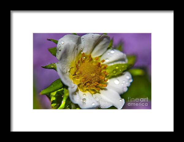 Floral Framed Print featuring the photograph To be a strawberry by Claudia M Photography