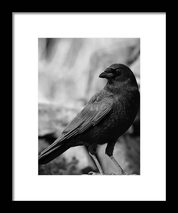Crow - Rae Ann M. Garrett - Black And White Photography - Images Of Crows - Corvids- Mother Crow- For People Who Love Crows - Crow Lovers - International Known Artist - Professional Artists- Framed Print featuring the photograph To be Adored by Rae Ann M Garrett