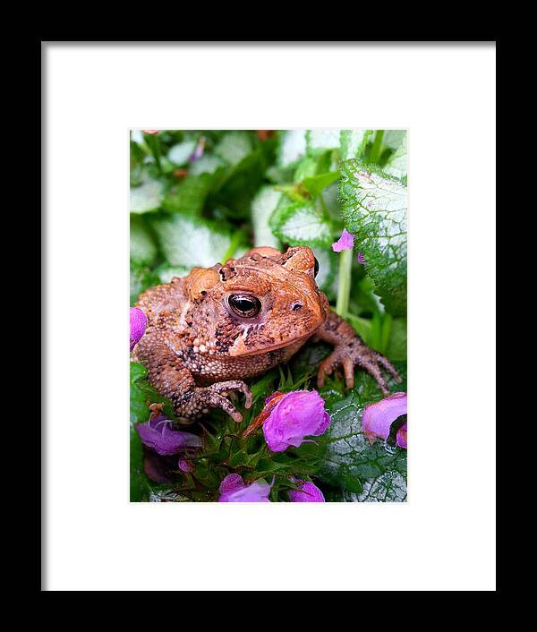 Toad Framed Print featuring the photograph Toad In Flowers by Brook Burling