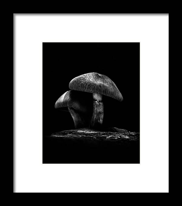 Toronto Framed Print featuring the photograph Toadstools On A Toronto Trail No 6 by Brian Carson