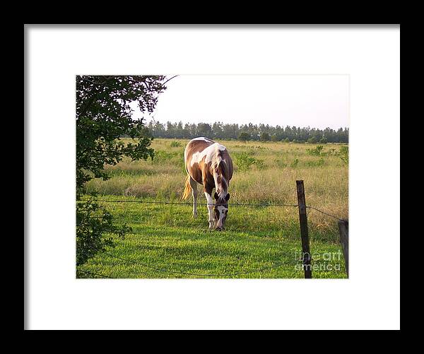 Horse Framed Print featuring the photograph Tobiano Horse in Field by Brandy Woods