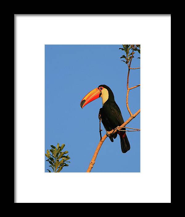 Toco Toucan Framed Print featuring the photograph Toco Toucan by Bruce J Robinson