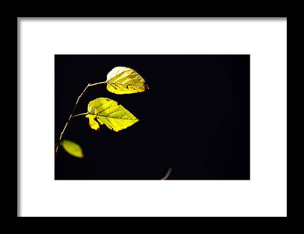 Plant Leaves Framed Print featuring the photograph Together in Darkness by Prakash Ghai