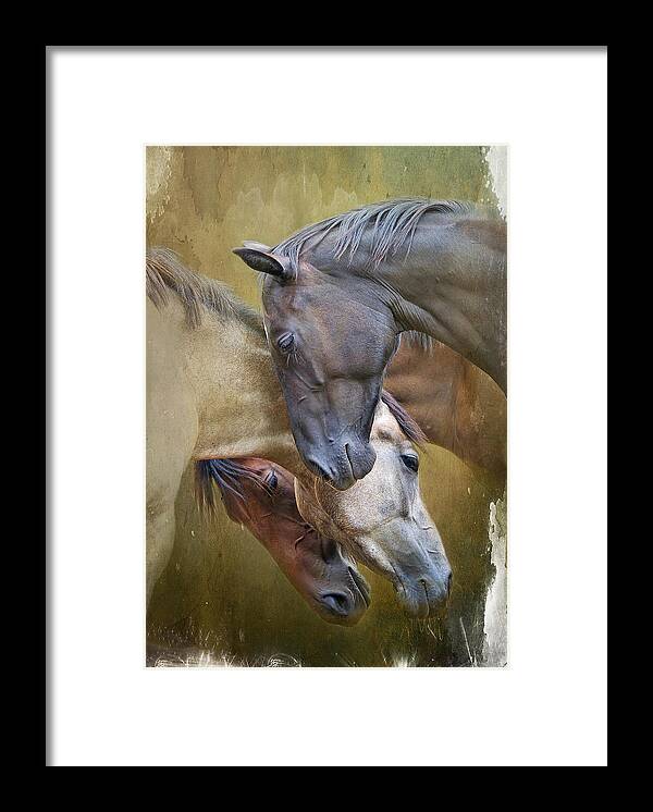 Equine Framed Print featuring the photograph Togetherness by Ryan Courson