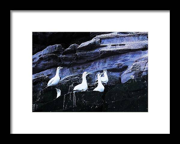 Birds Framed Print featuring the photograph Togetherness by HweeYen Ong