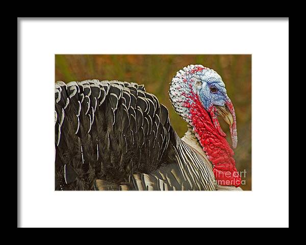  Framed Print featuring the photograph Tom Turkey by Nick Boren