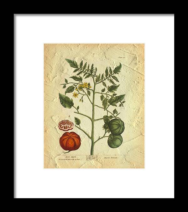 Tomato Framed Print featuring the photograph Tomato Plant Vintage Botanical by Karla Beatty
