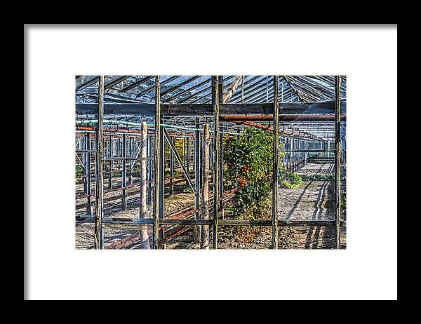 Greenhouse Framed Print featuring the photograph Tomatoes and Pumpkins by Frans Blok