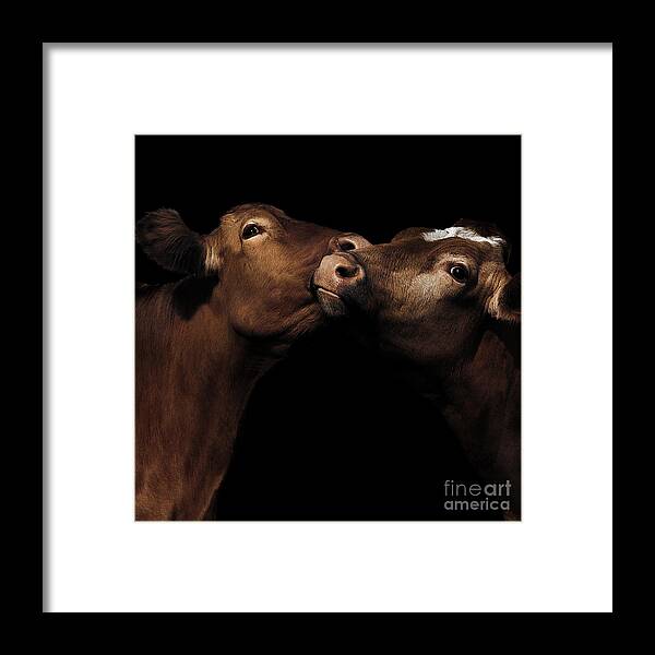 C Paul Davenport Framed Print featuring the photograph Toned Down Bovine Affection by Paul Davenport