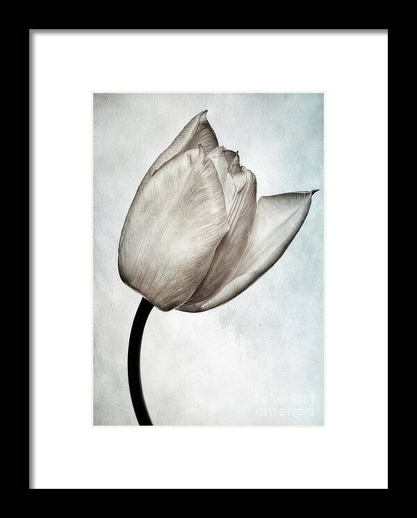 Tulip Framed Print featuring the photograph Toned Tulip by John Edwards