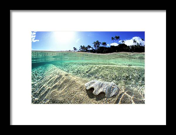 Tongan Clam Shell Framed Print featuring the photograph Tongan Clam Shell. by Sean Davey