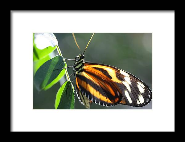 Butterfly Framed Print featuring the photograph Tongue by Laurel Ransom