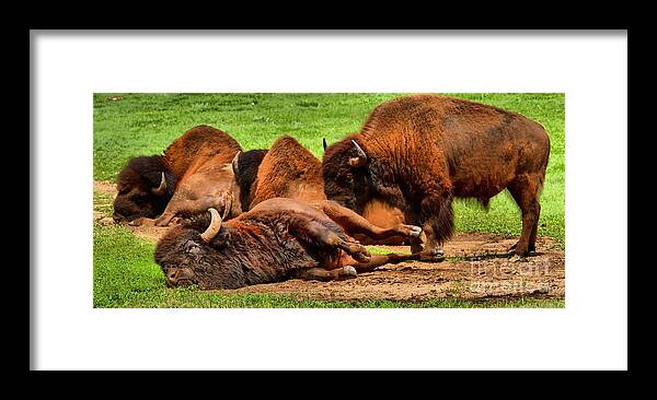 Bison Framed Print featuring the photograph Too Much Grass by Adam Jewell