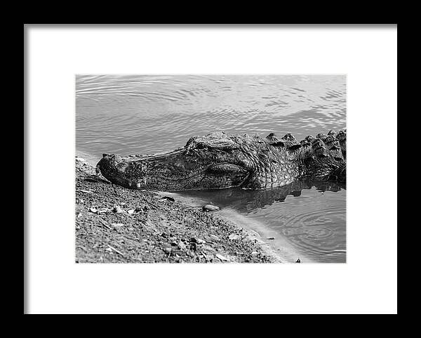 Photo For Sale Framed Print featuring the photograph Toothy Grin by Robert Wilder Jr