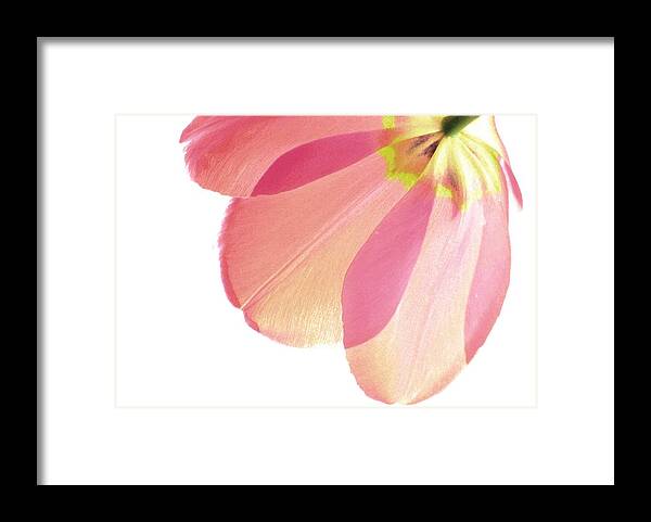 Mauve Tulips Framed Print featuring the photograph Topsy Turvy Tulip by Angela Davies
