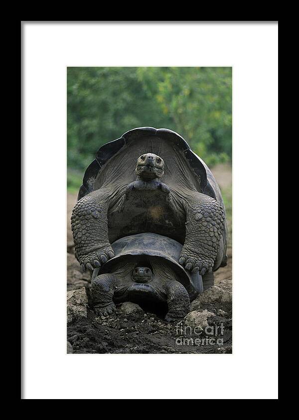 Two Framed Print featuring the photograph Tortoise Love - Galapagos by Craig Lovell
