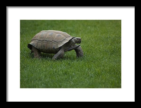 Tortoises Framed Print featuring the photograph Tortoise by Susan Heller