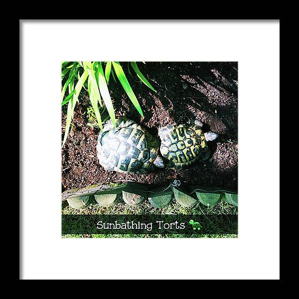 Torts Framed Print featuring the photograph #tortoise #torts #sunbathing #garden by Natalie Anne