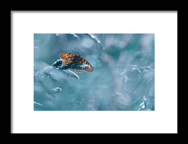 Butterfly Framed Print featuring the photograph Total Kheops by Fabien Bravin