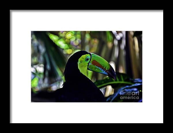 Toucan Framed Print featuring the photograph Toucan by PatriZio M Busnel