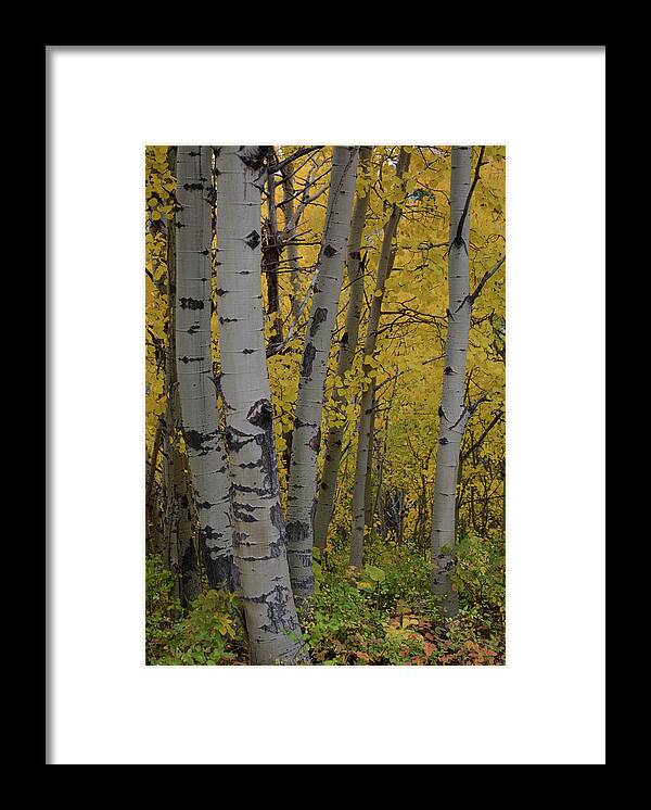 Autumn Framed Print featuring the photograph Touch of Autumn by Whispering Peaks Photography