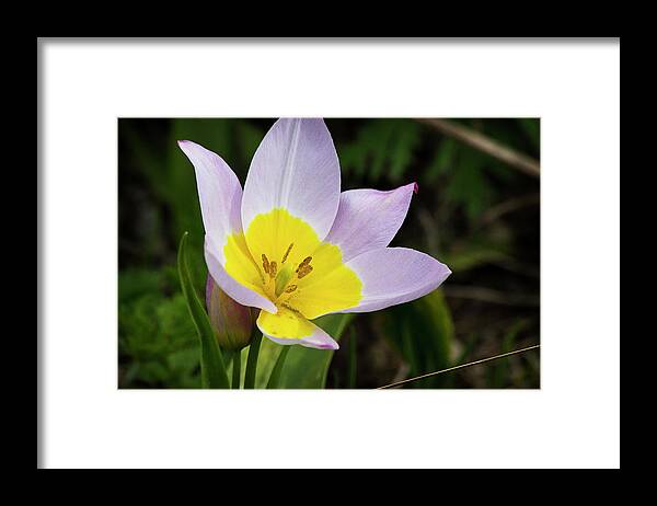 Yellow Framed Print featuring the photograph Touch of Yellow by Morgan Wright