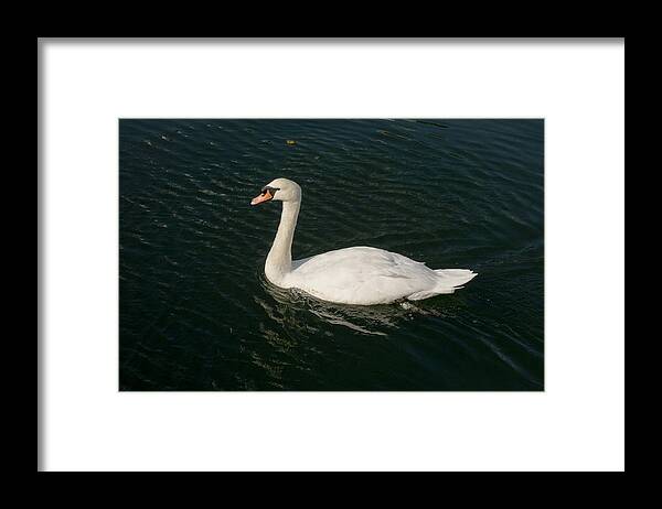 Swan Framed Print featuring the photograph Tour de Swan. Trois. by Elena Perelman