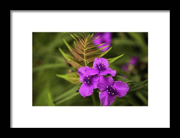 Flower Framed Print featuring the photograph Tradescantia by Bruce Pritchett