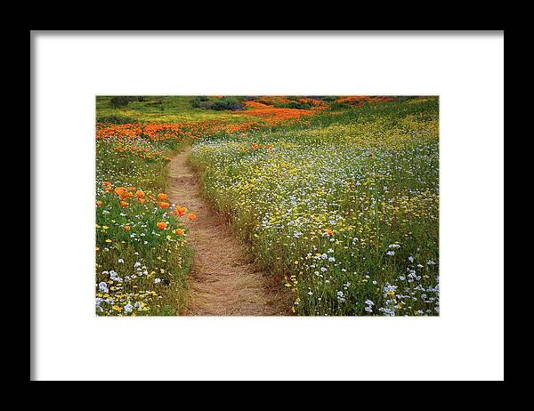 Wildflower Framed Print featuring the photograph Trail of wildflowers at Diamond Lake in California by Jetson Nguyen
